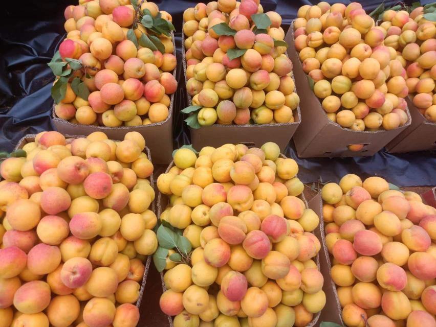 新鲜杏果肉特写,展示其橙黄色果肉与饱满果实 杏果肉的营养价值