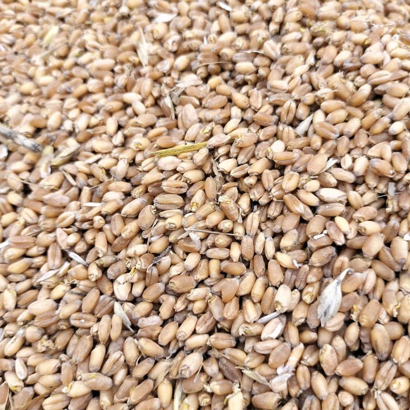 大量供应雨后芽麦，水份14一30