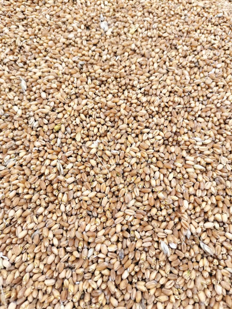 大量供应雨后芽麦，水份14一30