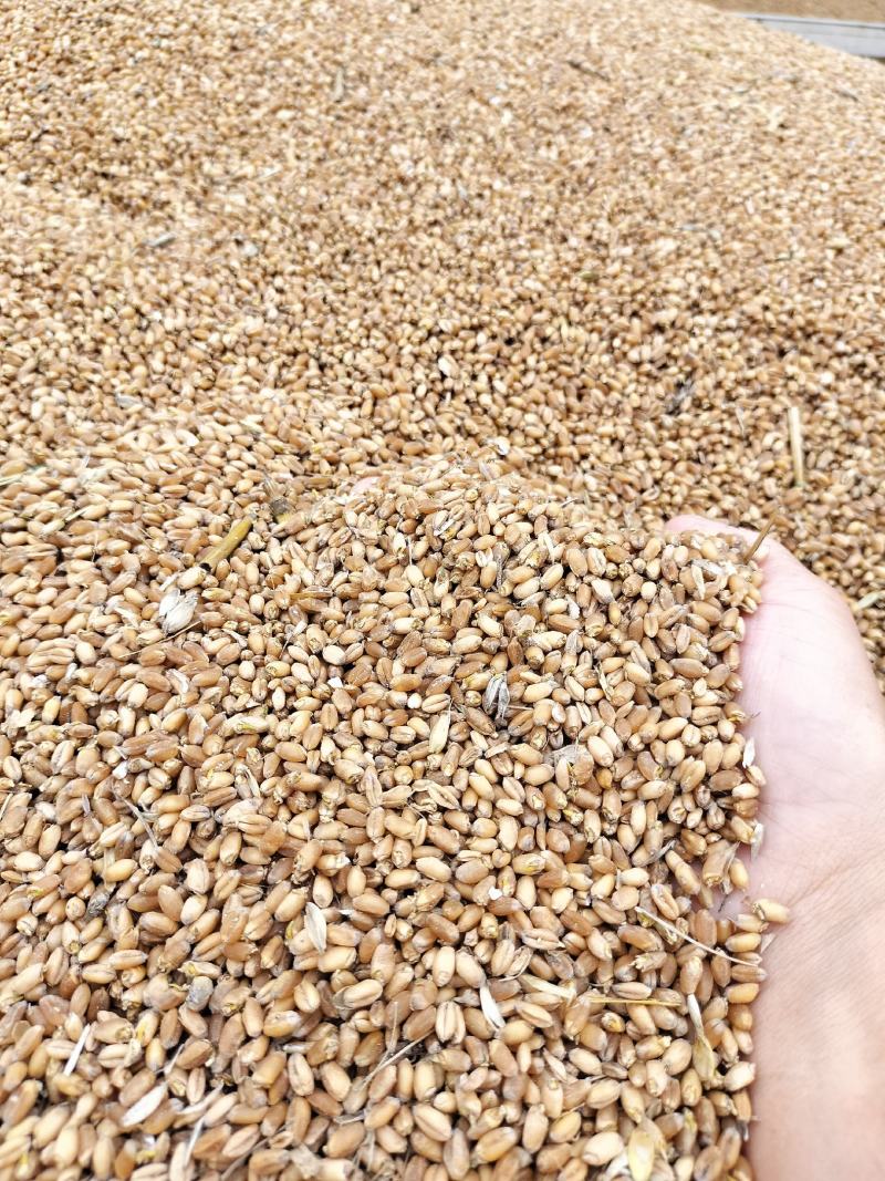 大量供应雨后芽麦，水份14一30