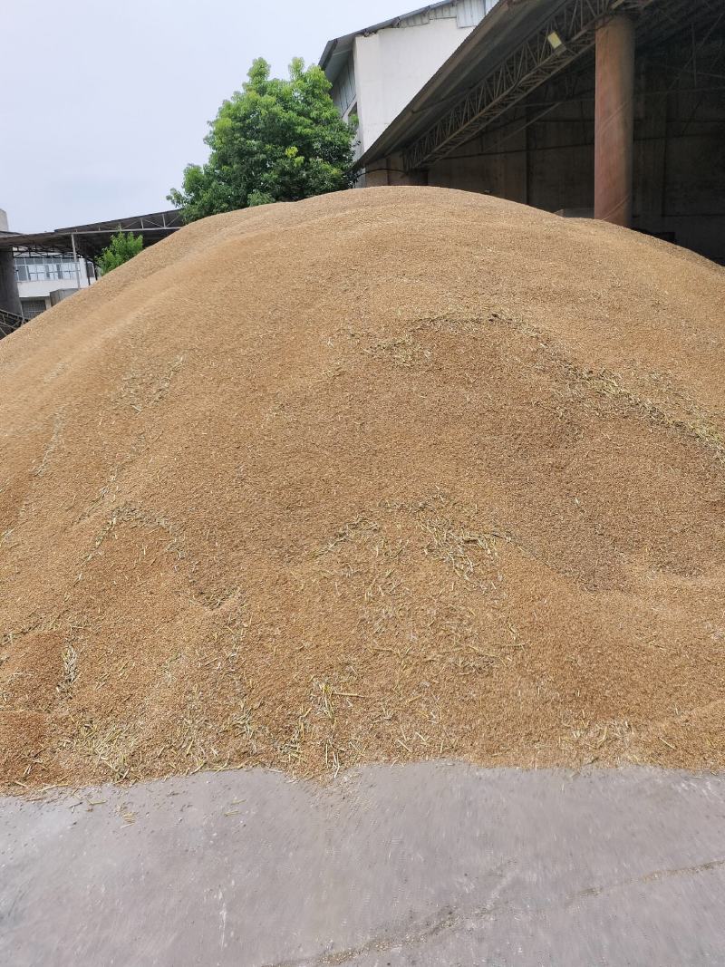 大量供应雨后芽麦，水份14一30