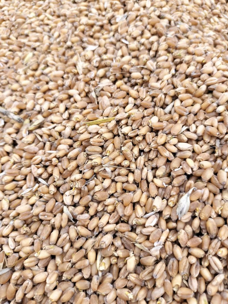 大量供应雨后芽麦，水份14一30