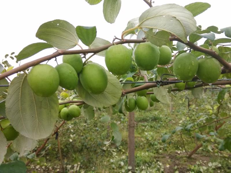 青枣苗苹果枣50~80cm