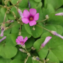 红花酢浆草红花酢酱草，本基地种植有各种绿化工程苗木草