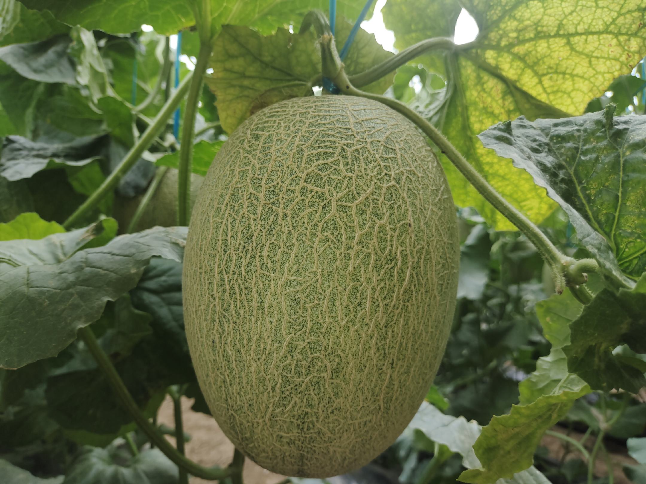 网纹瓜成熟采收标准对比图