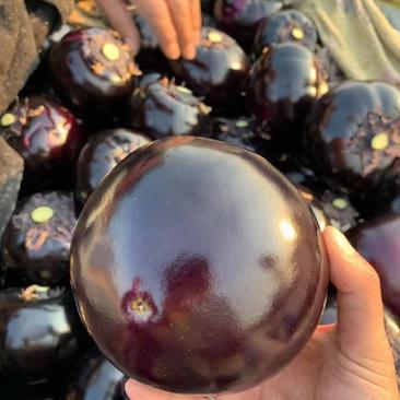 河南焦作博爱紫光圆茄个头均匀颜色黑亮，支持各种包装