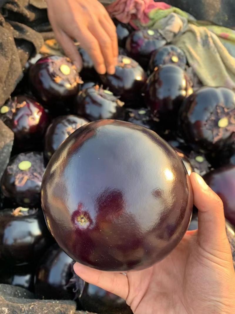 河南焦作博爱紫光圆茄个头均匀颜色黑亮，支持各种包装