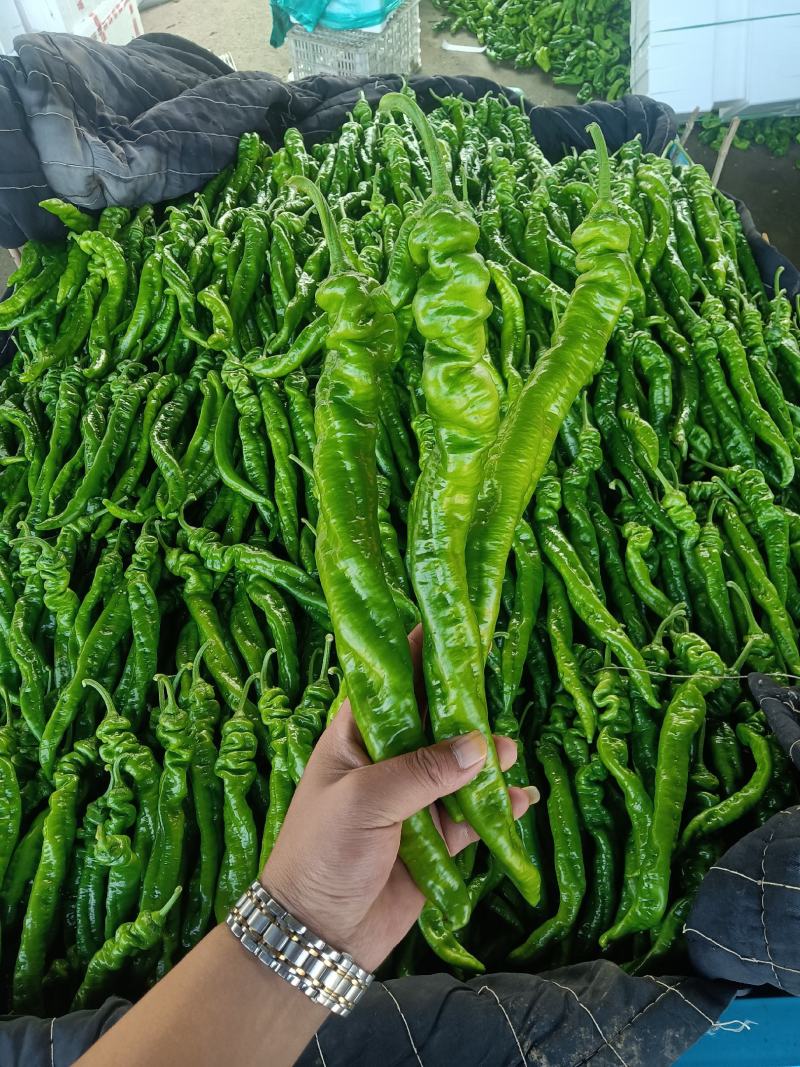 【龙椒】【螺丝椒】电商.超市.市场精品.大量有货飞全国