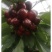 山东美早大樱桃需要的联系