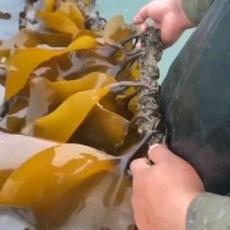 福建无沙干海带