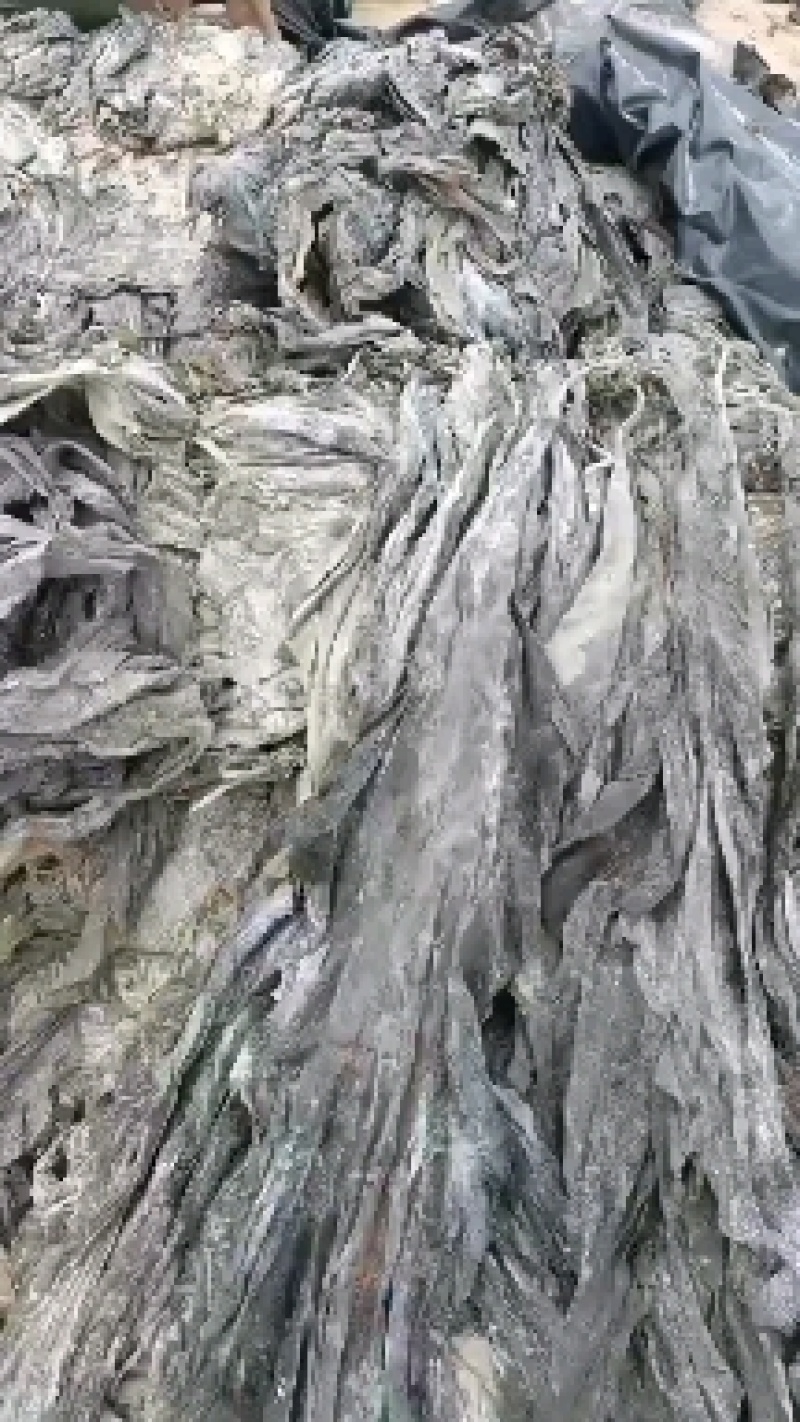 福建无沙干海带