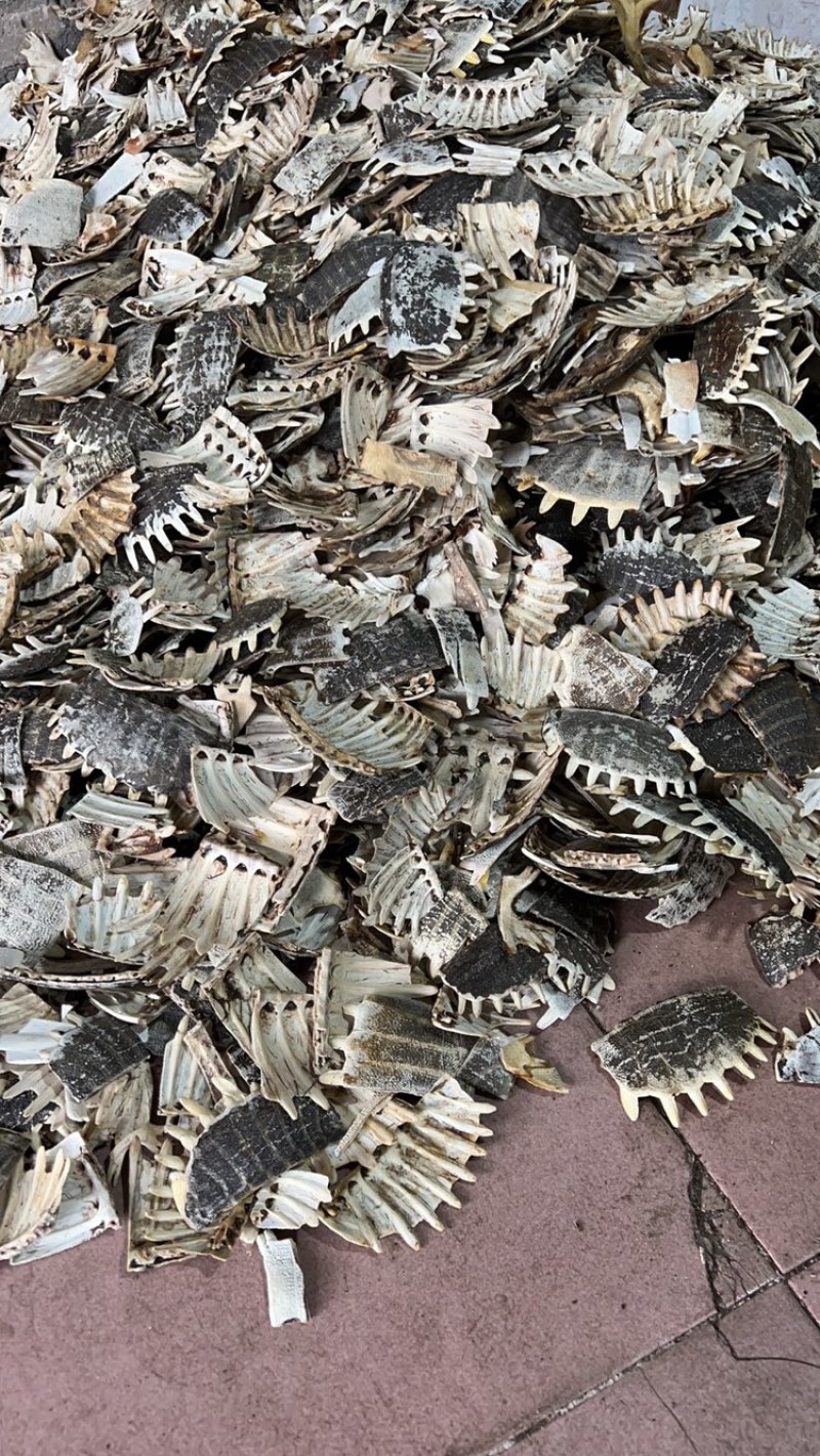鳖甲下甲醋炙鳖甲