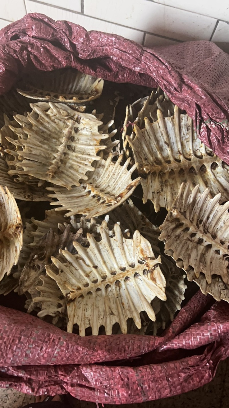 鳖甲下甲醋炙鳖甲