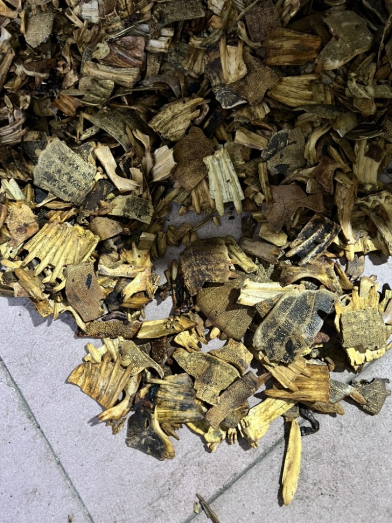 鳖甲下甲醋炙鳖甲