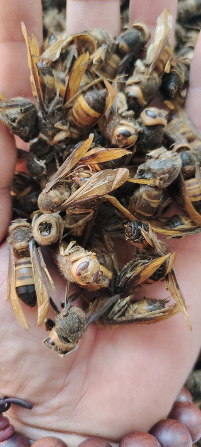 虎头蜂