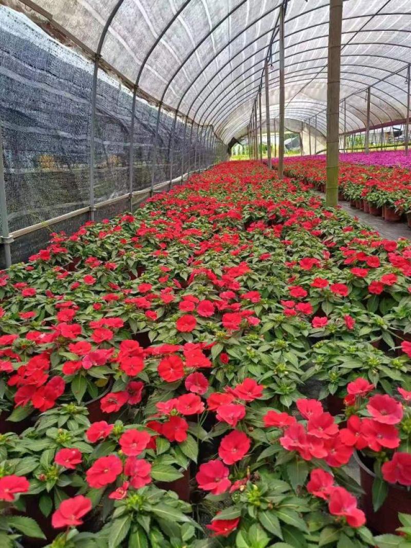 出售精品桑贝斯凤仙，普通凤仙杯苗，成都桑贝斯凤仙
