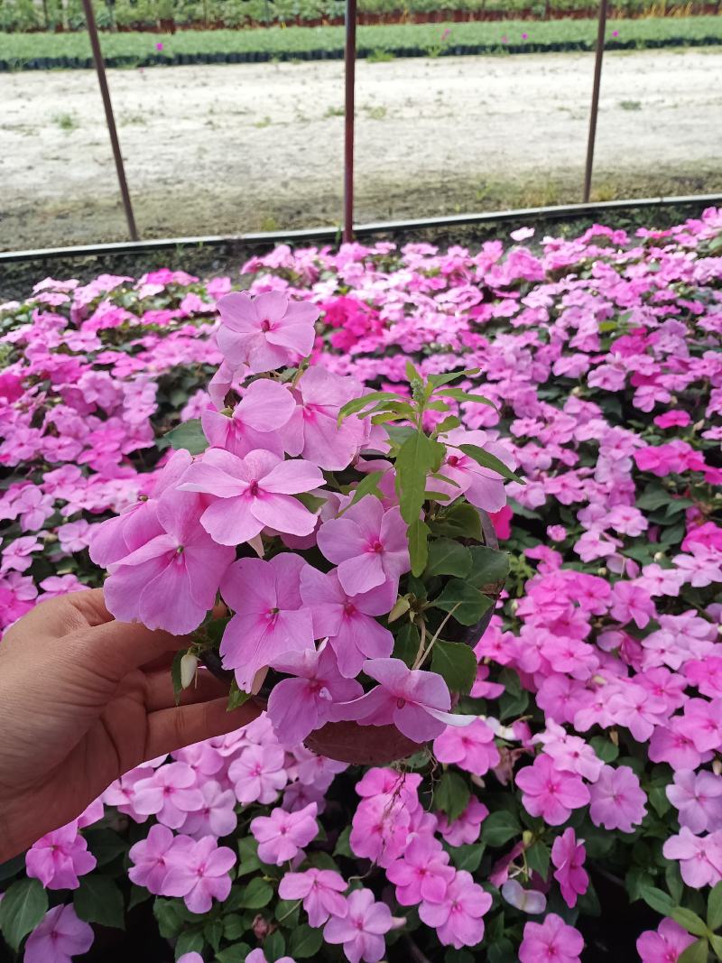 出售精品桑贝斯凤仙，普通凤仙杯苗，成都桑贝斯凤仙