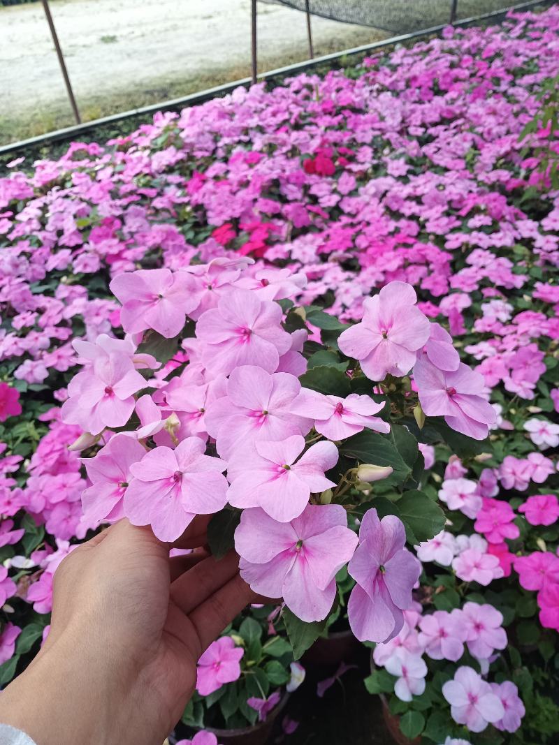 出售精品桑贝斯凤仙，普通凤仙杯苗，成都桑贝斯凤仙