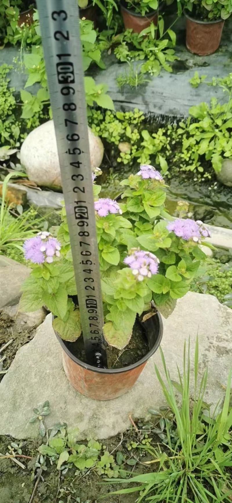 基地出售精品霍香蓟，双色杯霍香蓟，成都精品霍香蓟杯苗