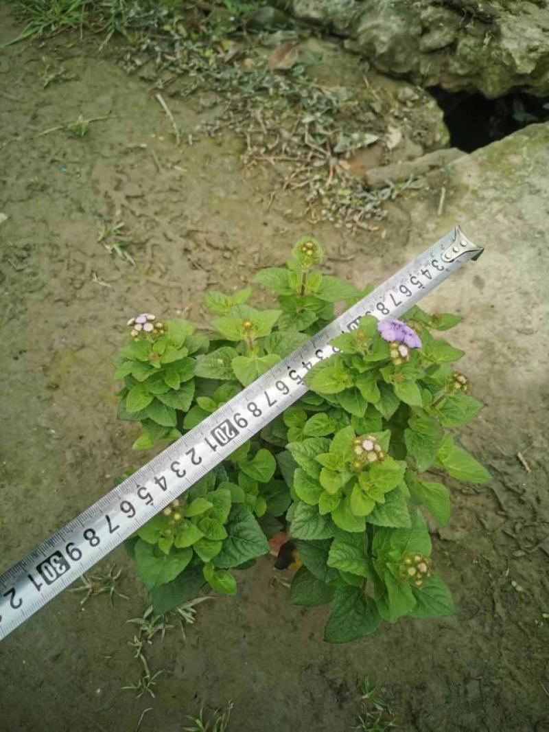 基地出售精品霍香蓟，双色杯霍香蓟，成都精品霍香蓟杯苗
