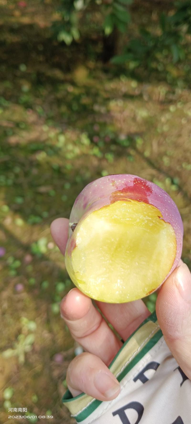 六月紫，橘早红，天特李子拉货中……口感脆甜，畅销品种