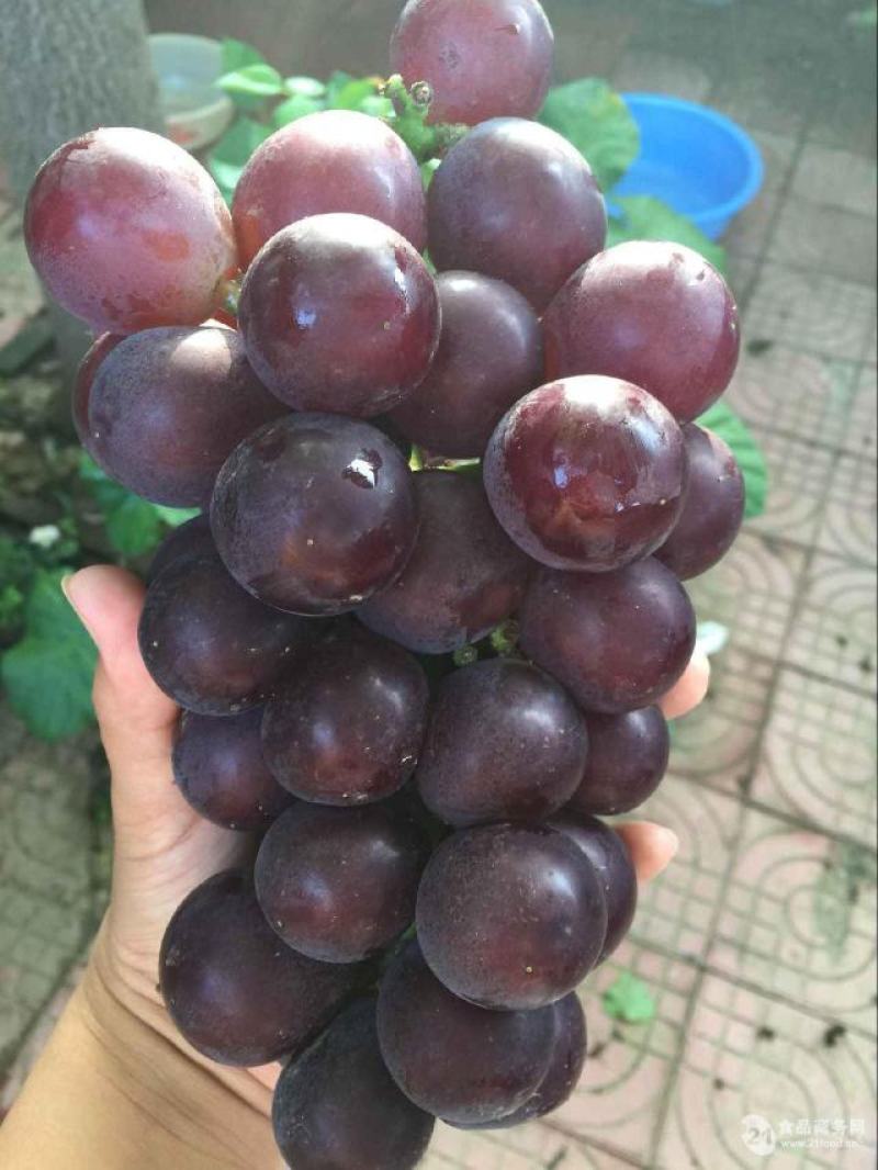 藤稔乒乓球葡萄巨峰葡萄