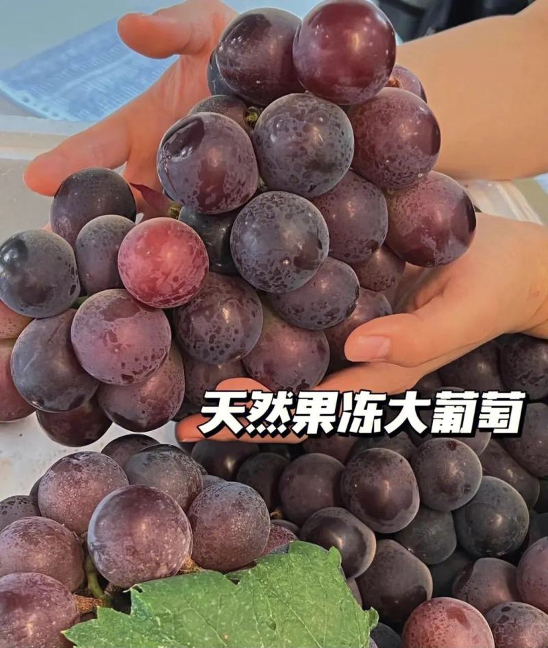 藤稔乒乓球葡萄巨峰葡萄