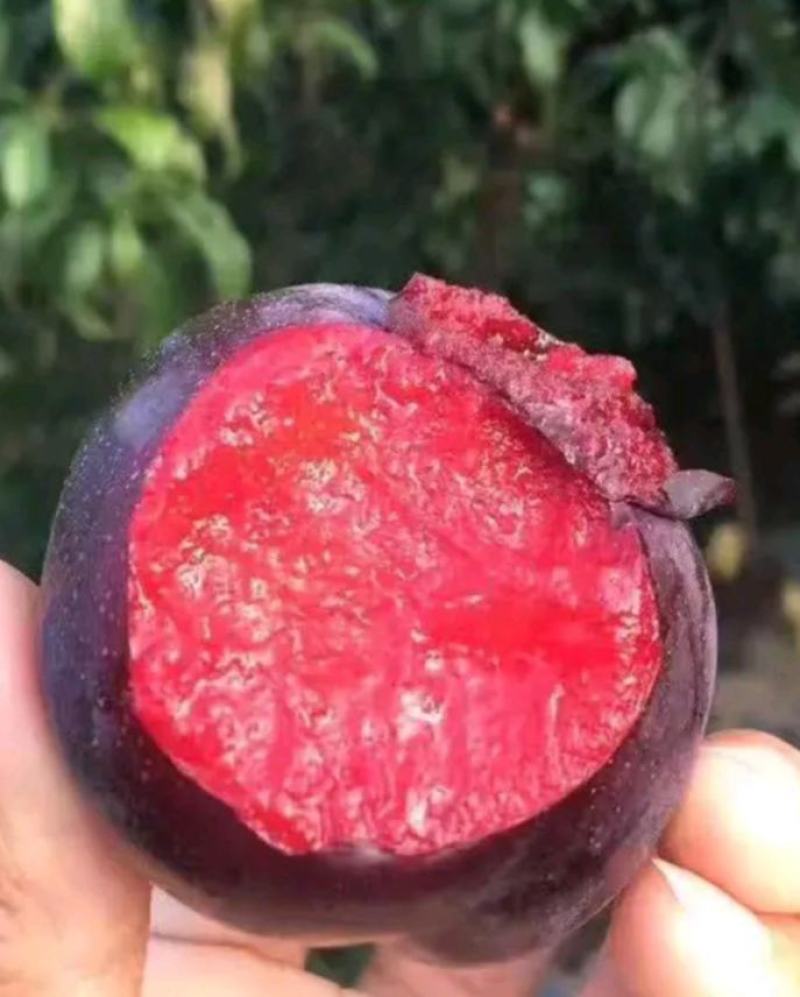 风味玫瑰李子颜色转热，糖分上来了