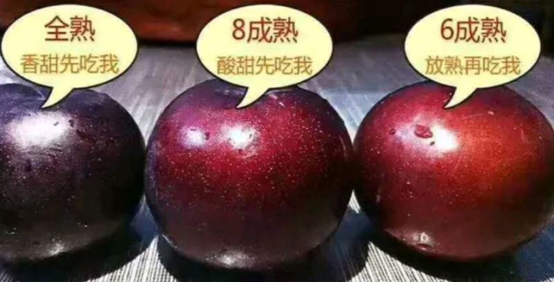 风味玫瑰李子颜色转热，糖分上来了