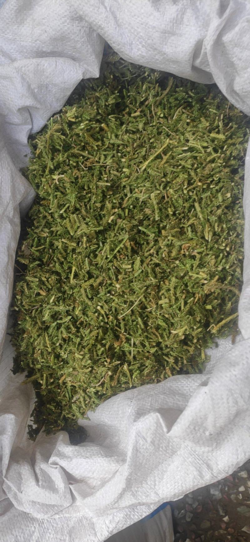伸筋草干货干净无杂质常年经营各种中药材