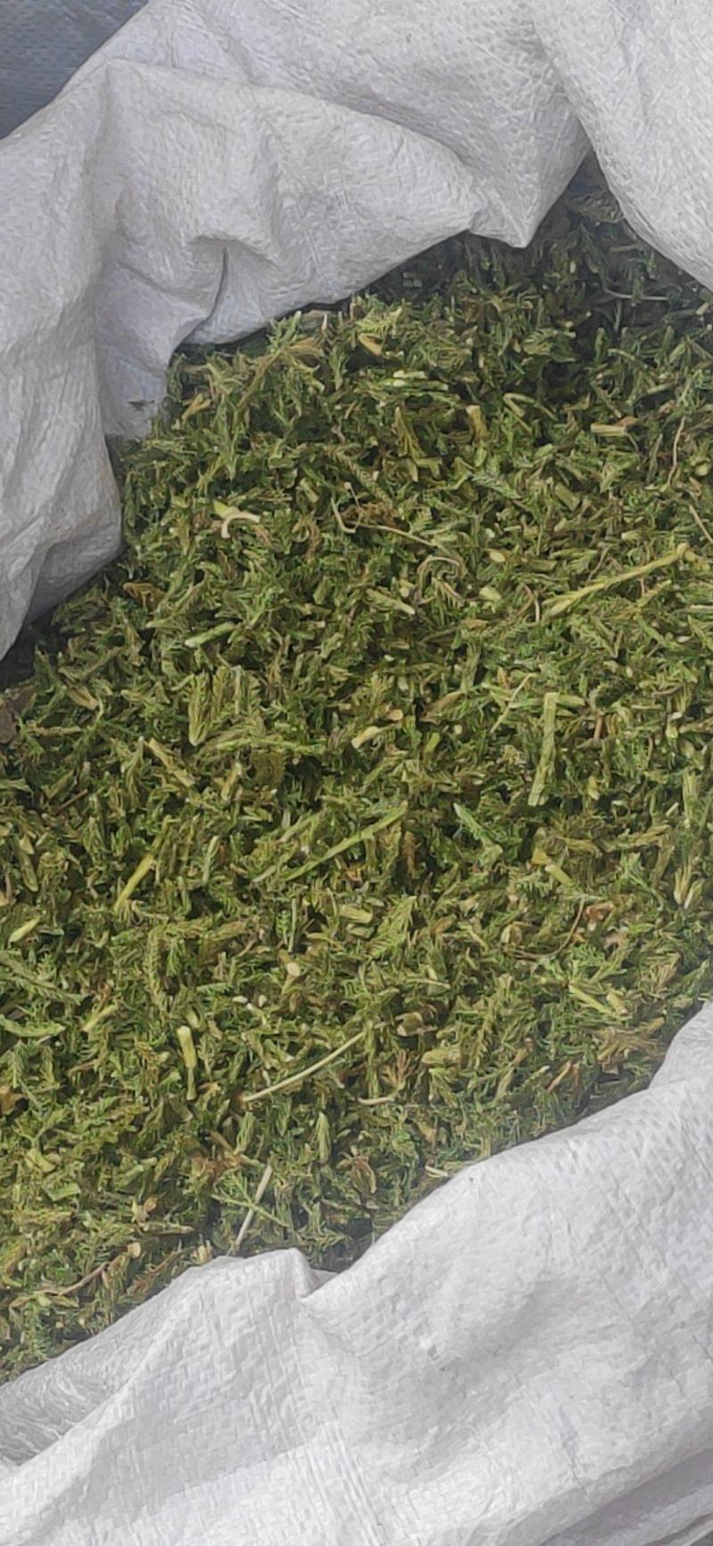 伸筋草干货干净无杂质常年经营各种中药材