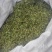 伸筋草干货干净无杂质常年经营各种中药材
