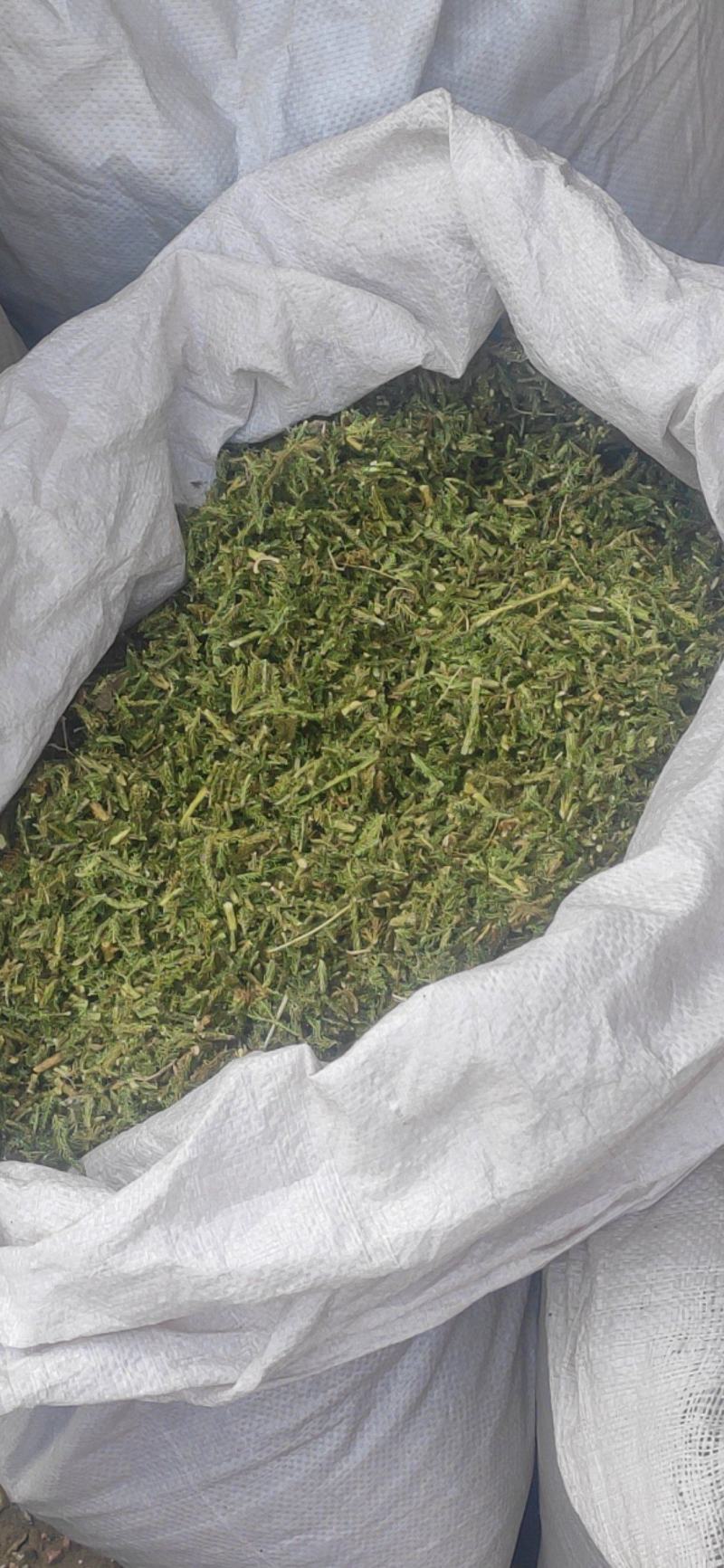 伸筋草干货干净无杂质常年经营各种中药材