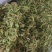 伸筋草干货干净无杂质常年经营各种中药材