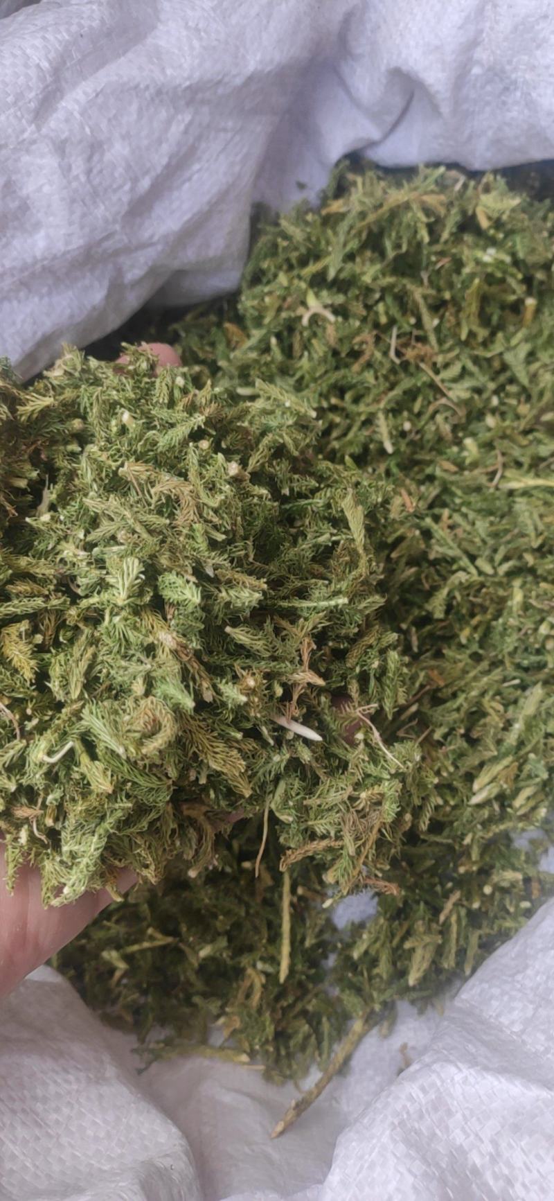 伸筋草干货干净无杂质常年经营各种中药材