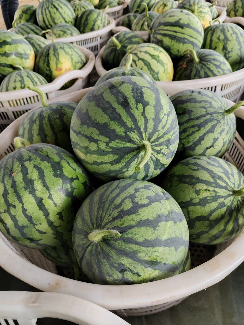 【推荐】湖北万亩大棚无籽，品质好，糖分高，欢迎老板合作