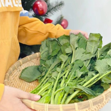 板蓝根青菜供酒店、食堂等等！