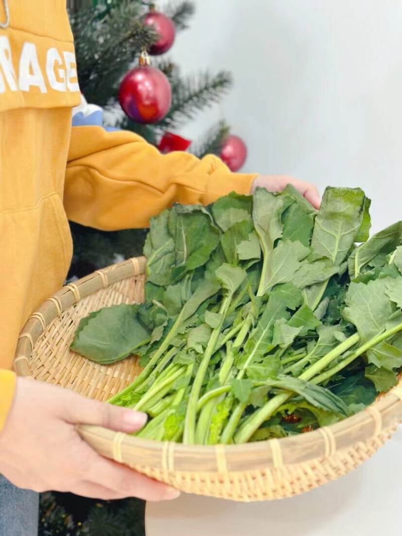 板蓝根青菜供酒店、食堂等等！