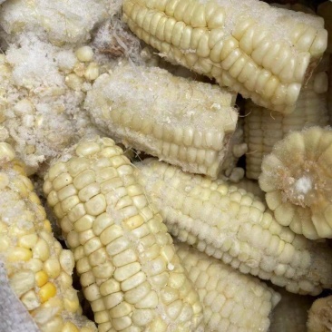 粘玉米段