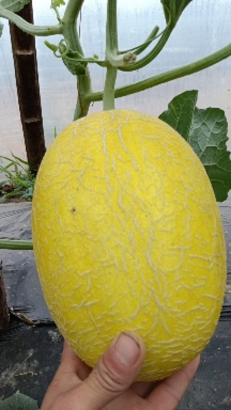黄25大量上市