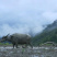 大米高原有机大米，软糯香甜，油亮飘香，安全放心