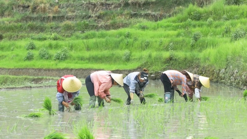 大米高原有机大米，软糯香甜，油亮飘香，安全放心