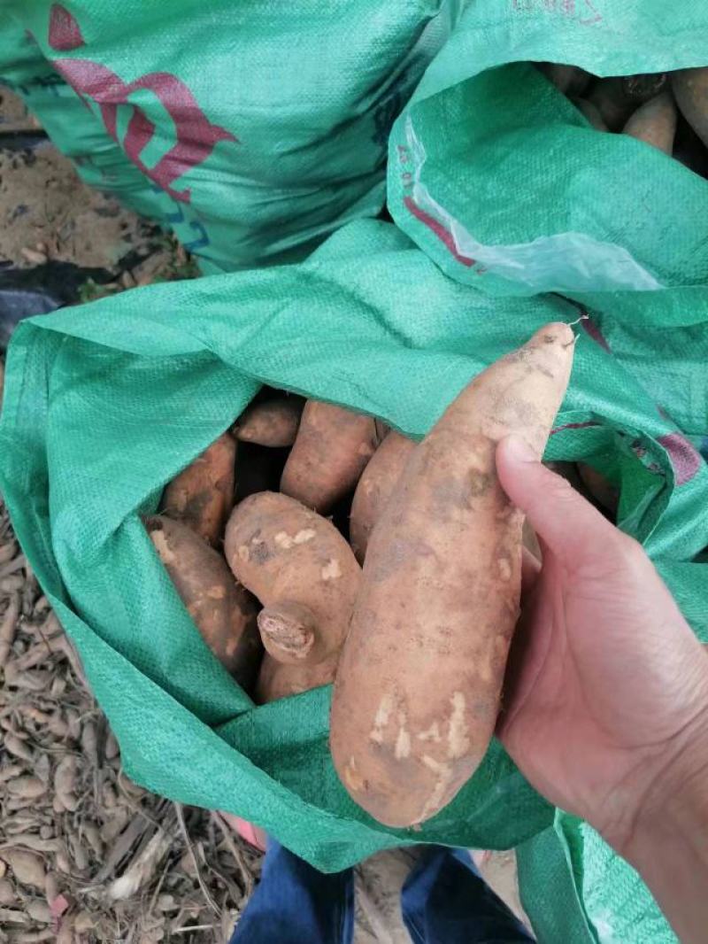 龙九黄心黄皮蜜薯价格**质量**全国代购