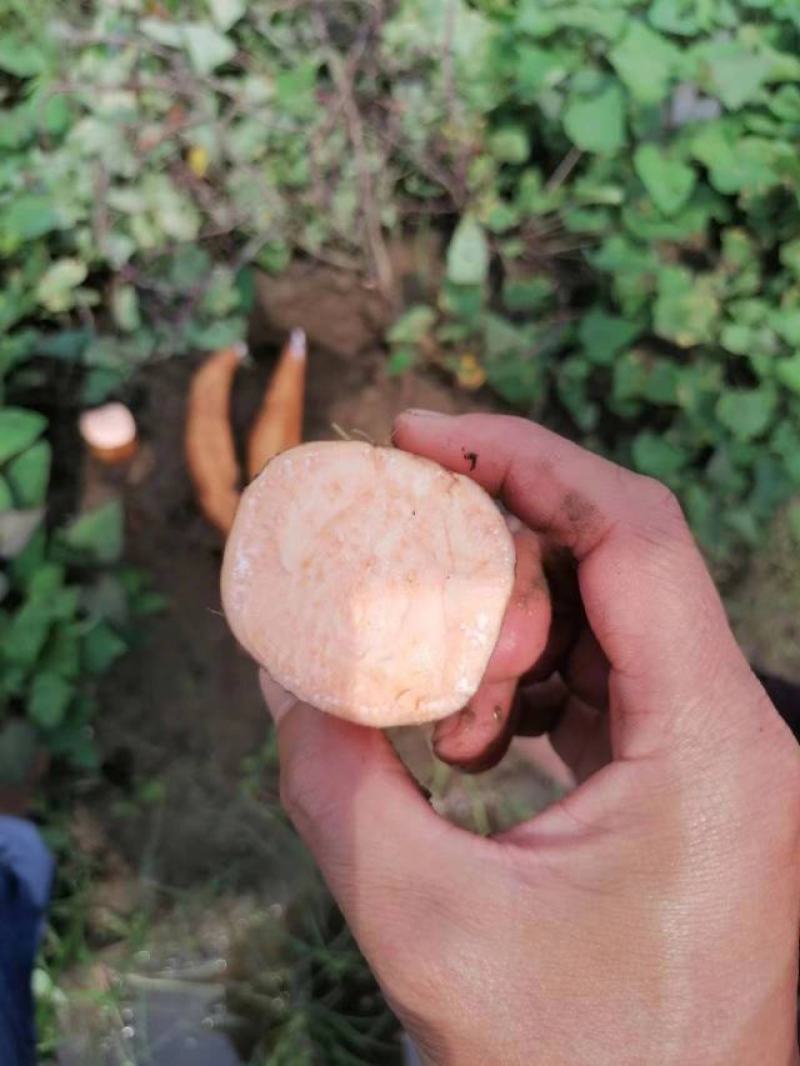 龙九黄心黄皮蜜薯价格**质量**全国代购