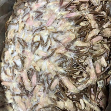 超期鸭舌