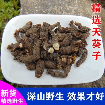 【野生天葵子】中药材无硫天葵子多规格可选包邮