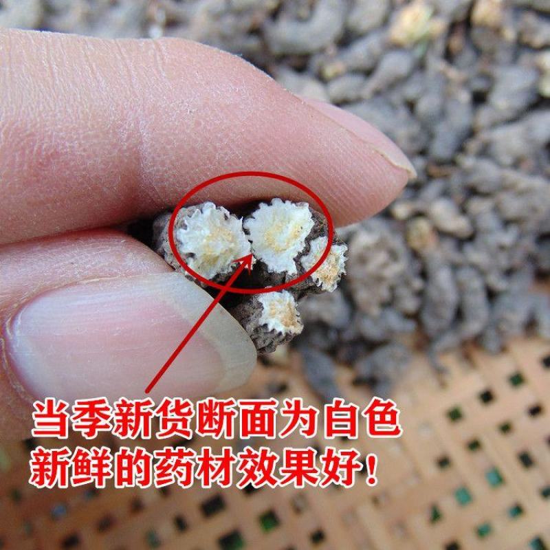 【野生天葵子】中药材无硫天葵子多规格可选包邮