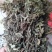 凉粉草青绿2024年新产的凉粉草无硫叶多清香出粉率最高