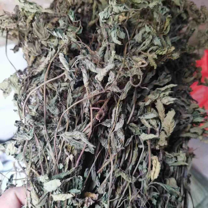 凉粉草青绿2024年新产的凉粉草无硫叶多清香出粉率最高