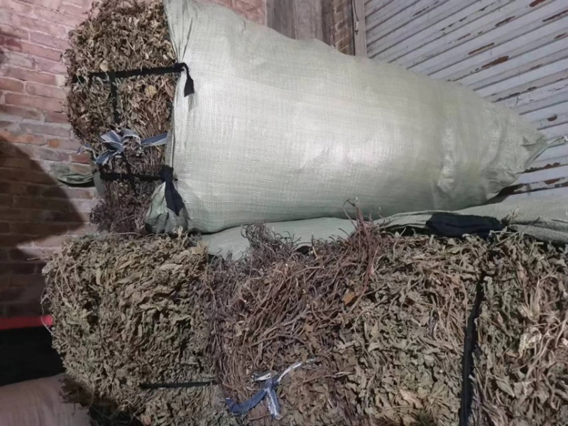 凉粉草青绿2024年新产的凉粉草无硫叶多清香出粉率最高